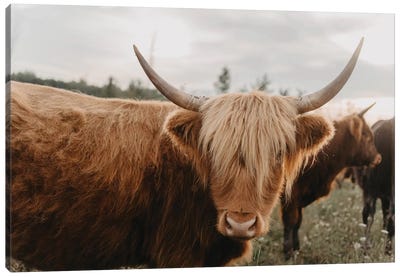 Furry Cow Canvas Art Print - Highland Cow Art