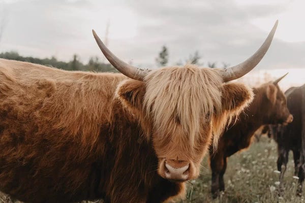 Chelsea Victoria: Furry Cow by Chelsea Victoria