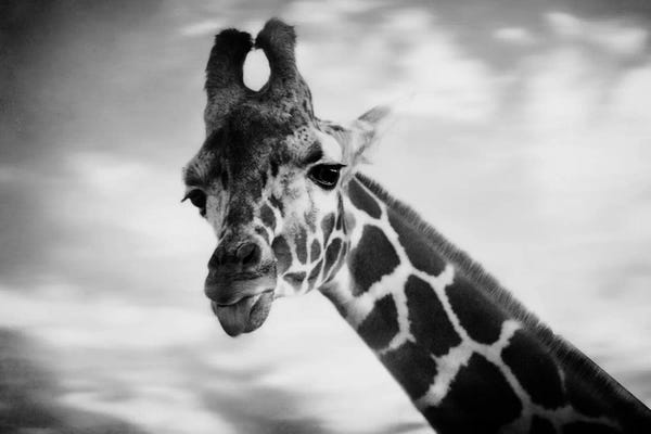 Ancient Wonders: Giraffe I by Chelsea Victoria