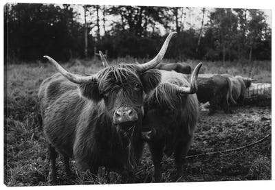 Highland Cows Black And White Canvas Art Print - Chelsea Victoria