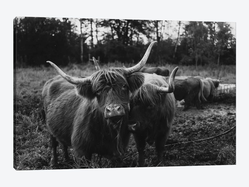 Highland Cows Black And White by Chelsea Victoria 1-piece Canvas Art Print