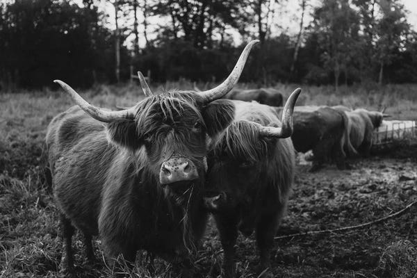 Chelsea Victoria: Highland Cows Black And White by Chelsea Victoria