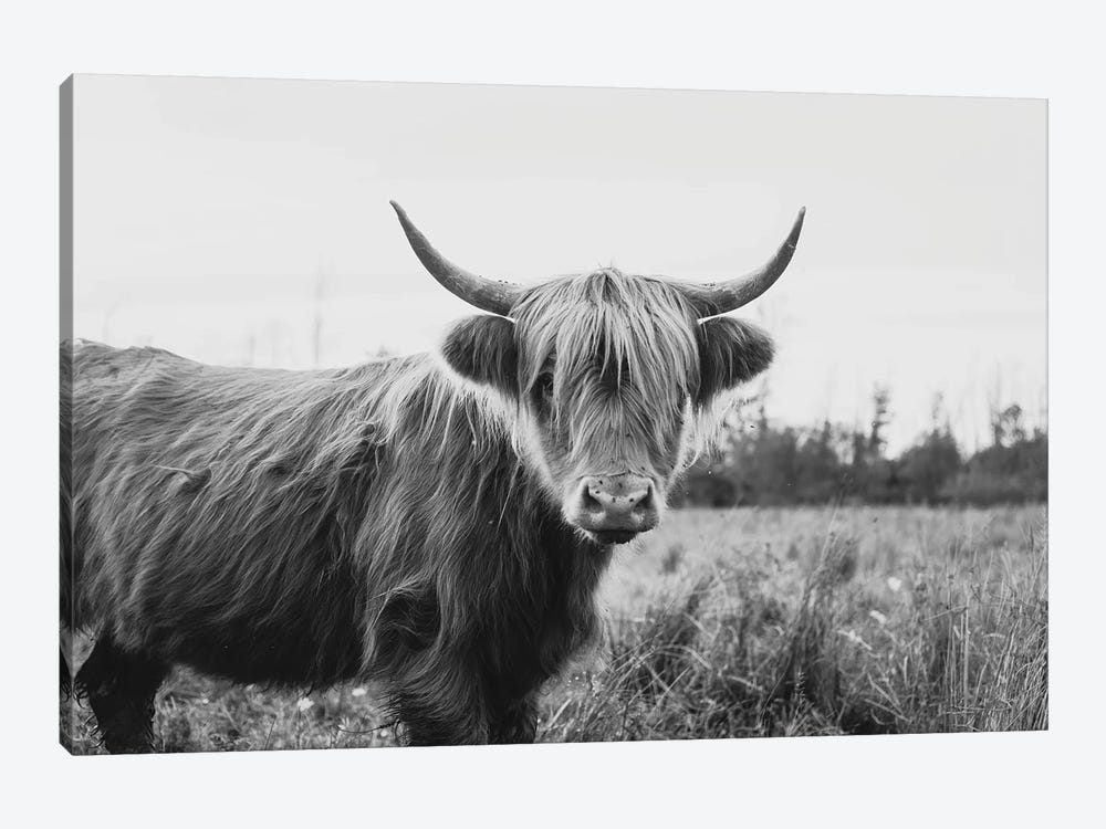Furry Highland Cow Black And White by Chelsea Victoria 1-piece Canvas Artwork