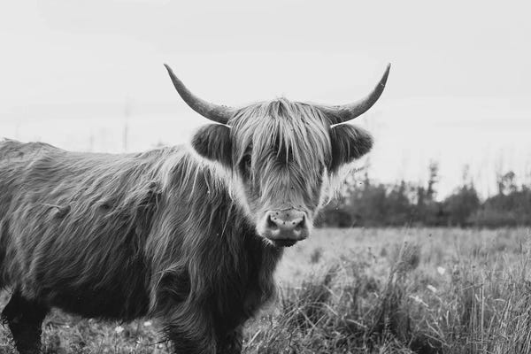 Chelsea Victoria: Furry Highland Cow Black And White by Chelsea Victoria