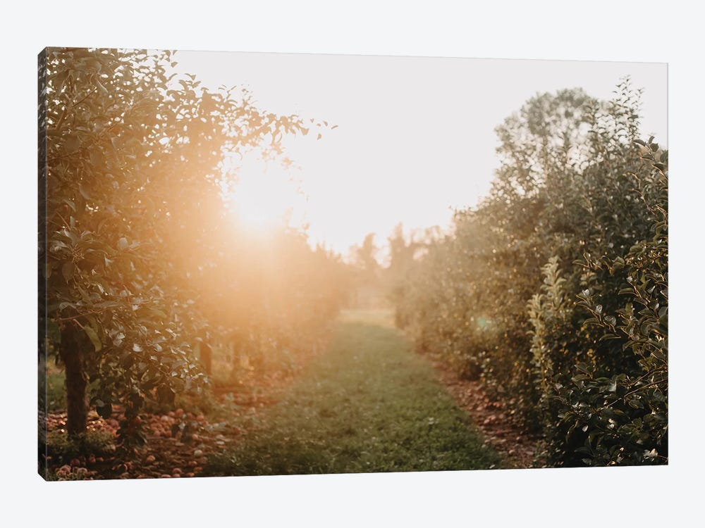 Apple Orchard by Chelsea Victoria 1-piece Canvas Wall Art