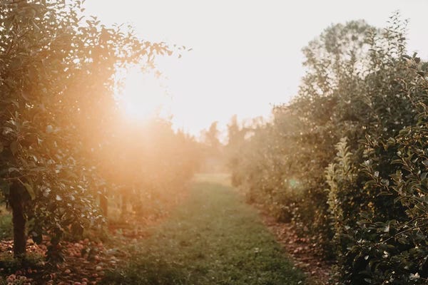 Chelsea Victoria: Apple Orchard by Chelsea Victoria