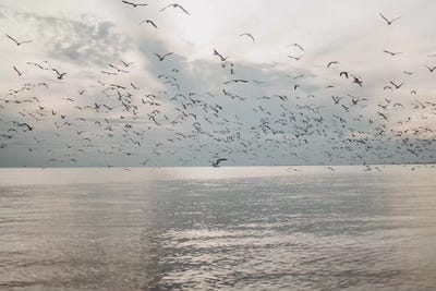 Seagulls over the sea by Chelsea Victoria acrylic art print