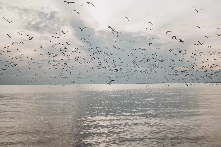 Seagulls over the sea