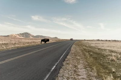 Don't Be Cross by Chelsea Victoria acrylic art print