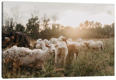 Sheep In The Field Canvas Art Print - Sheep Art