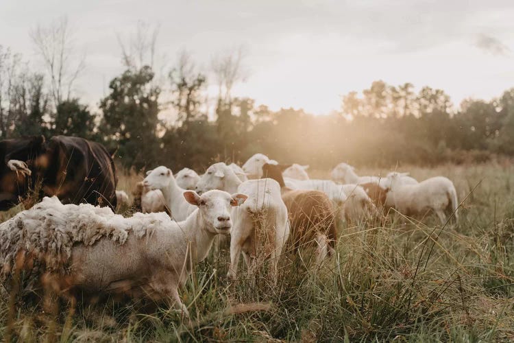 Sheep In The Field