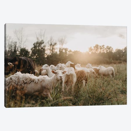 Sheep In The Field Canvas Print #CVA330} by Chelsea Victoria Canvas Wall Art