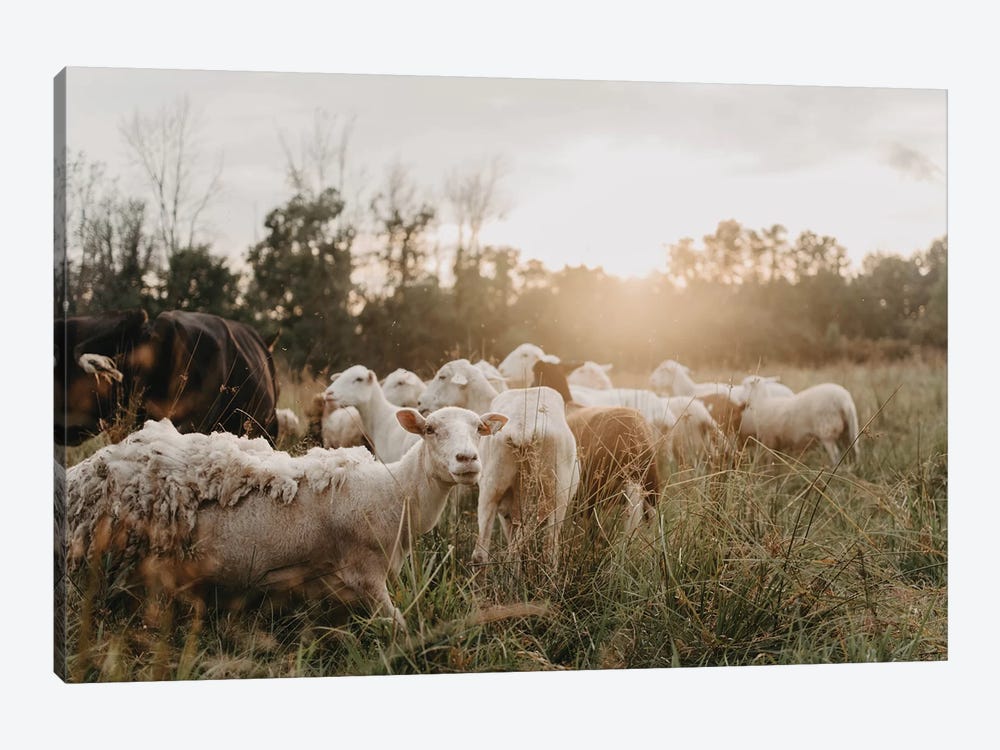 Sheep In The Field by Chelsea Victoria 1-piece Canvas Art Print