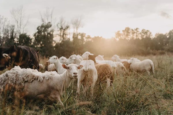 Sheep: Sheep In The Field by Chelsea Victoria