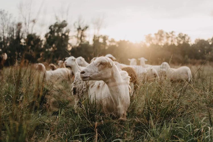 Sheep In The Field At Sunset