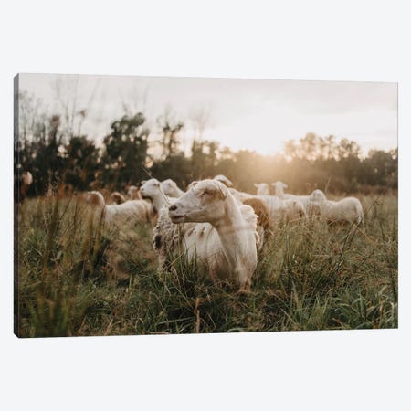 Sheep In The Field At Sunset Canvas Print #CVA331} by Chelsea Victoria Canvas Art
