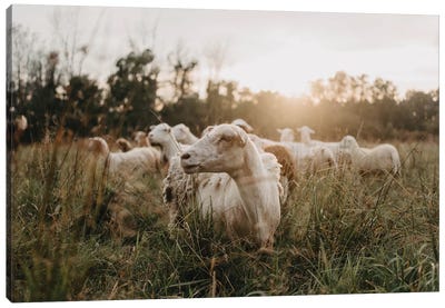 Sheep In The Field At Sunset Canvas Art Print - Modern Farmhouse Bedroom Art