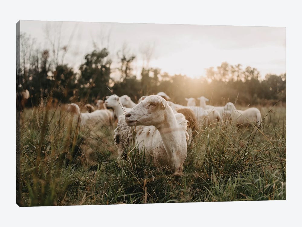 Sheep In The Field At Sunset by Chelsea Victoria 1-piece Canvas Wall Art