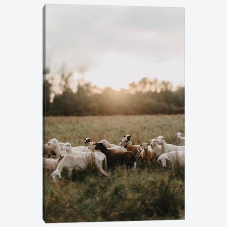 Sheep Herd At Sunset Canvas Print #CVA332} by Chelsea Victoria Canvas Wall Art
