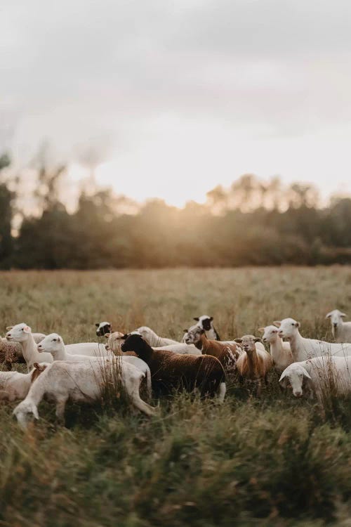 Sheep Herd At Sunset