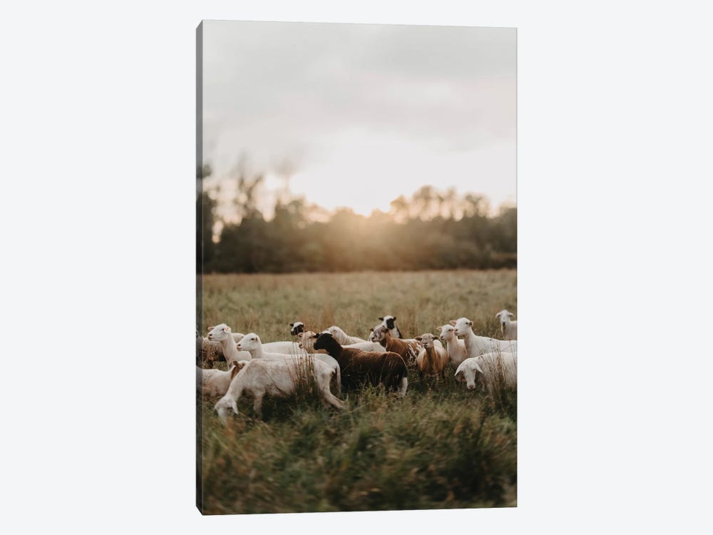 Sheep Herd At Sunset by Chelsea Victoria 1-piece Canvas Art Print