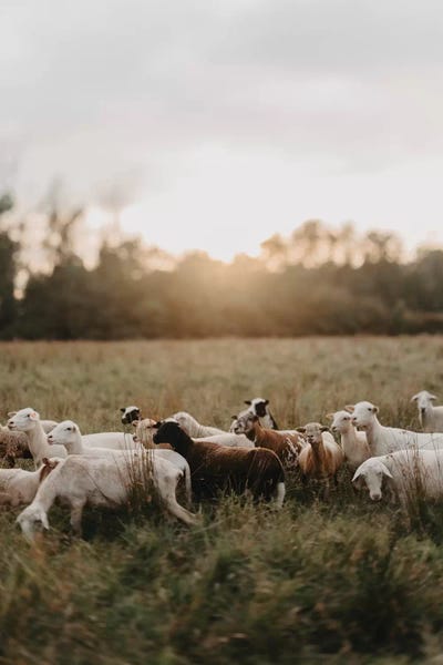 Chelsea Victoria: Sheep Herd At Sunset by Chelsea Victoria