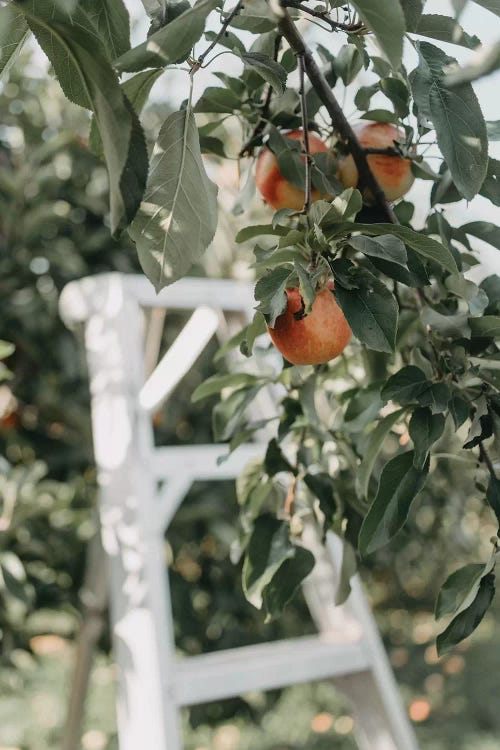 Apples In The Orchard