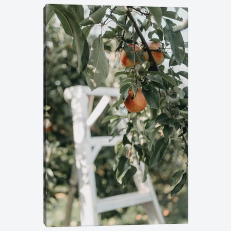 Apples In The Orchard Canvas Print #CVA333} by Chelsea Victoria Canvas Wall Art