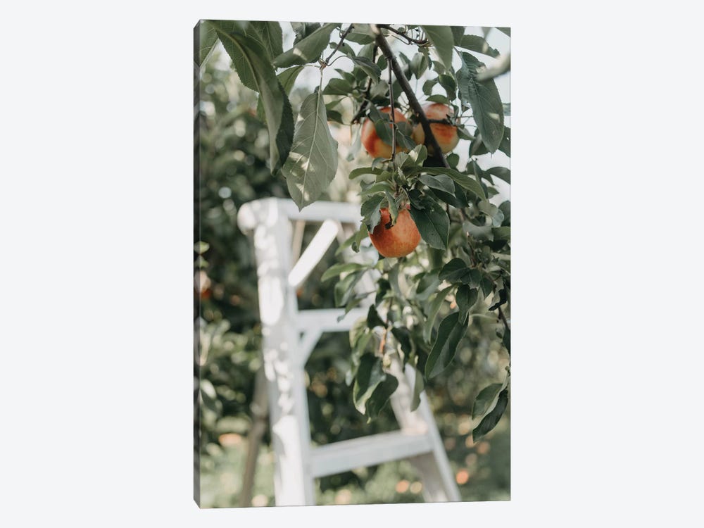 Apples In The Orchard by Chelsea Victoria 1-piece Canvas Artwork