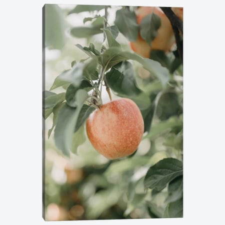 Apple In The Orchard Canvas Print #CVA334} by Chelsea Victoria Art Print