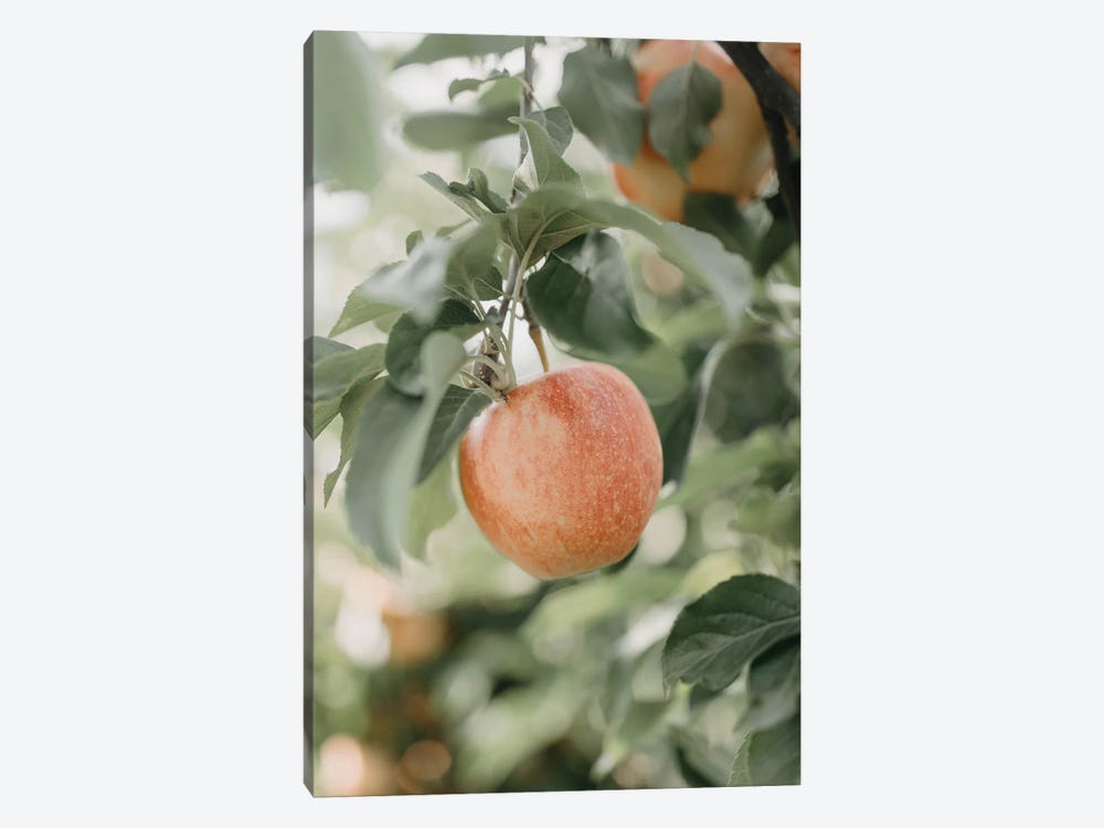 Apple In The Orchard by Chelsea Victoria 1-piece Canvas Art Print
