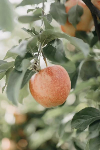 Apple In The Orchard