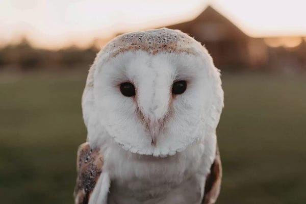 Chelsea Victoria: Barn Owl by Chelsea Victoria