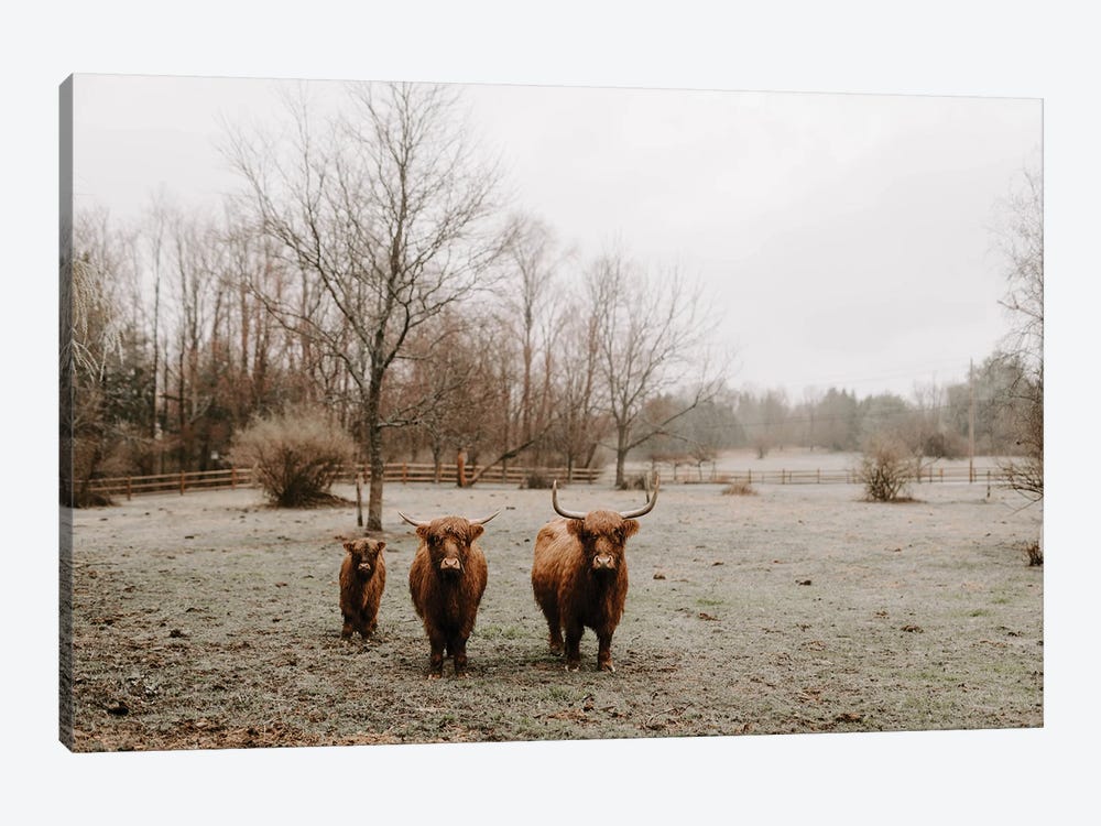 Walk This Way (Highland Cows) by Chelsea Victoria 1-piece Canvas Art