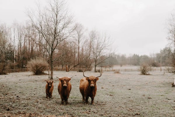 Chelsea Victoria: Walk This Way (Highland Cows) by Chelsea Victoria