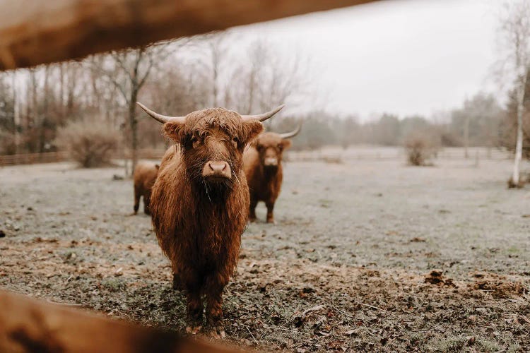 Ronan The Highland Cow