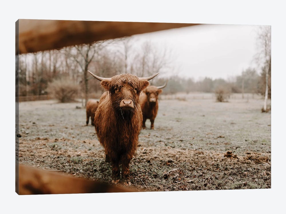 Ronan The Highland Cow by Chelsea Victoria 1-piece Art Print