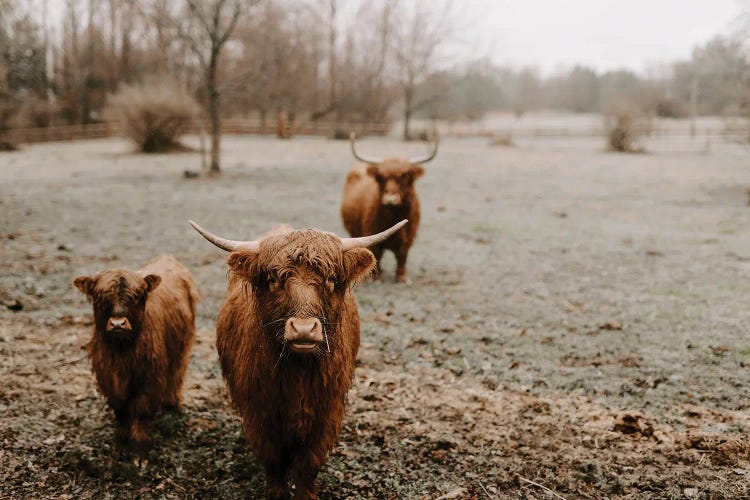 The Curious Highland Cows