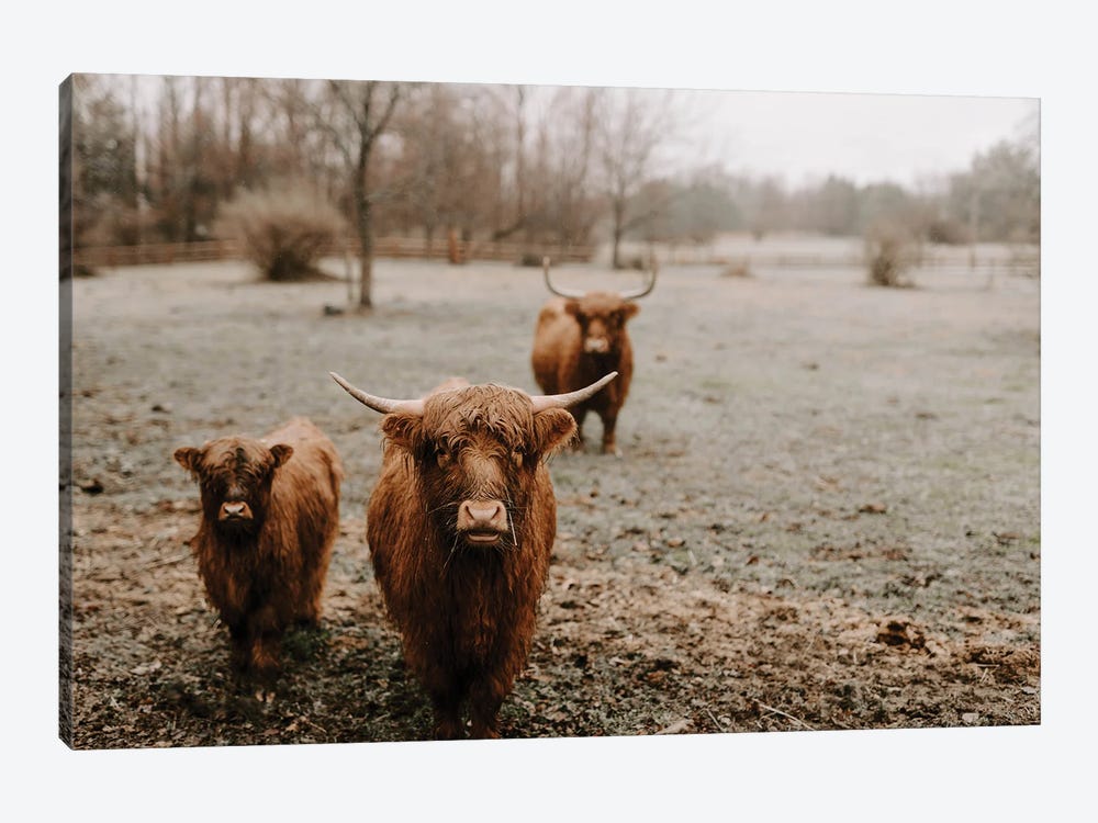 The Curious Highland Cows by Chelsea Victoria 1-piece Canvas Art