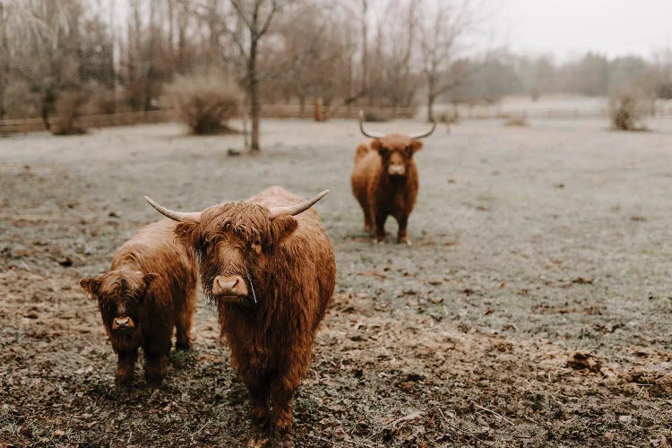 Highland Cows In The Rain