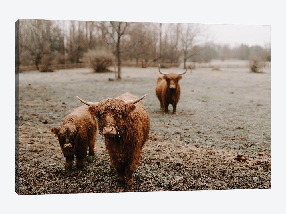 Highland Cows In The Rain by Chelsea Victoria 1-piece Art Print