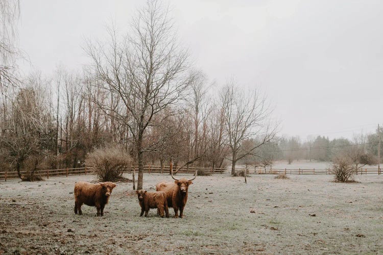 Highland Cows