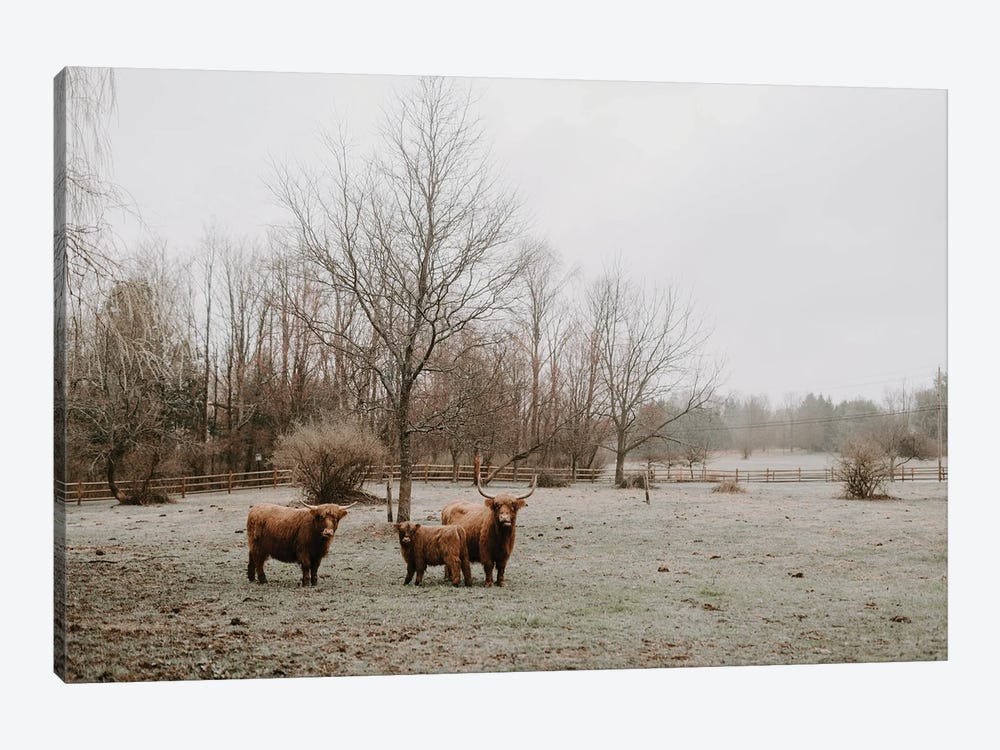 Highland Cows by Chelsea Victoria 1-piece Canvas Wall Art