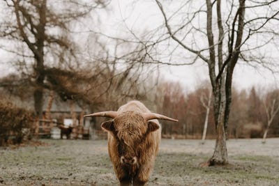 Year Of The Bul by Chelsea Victoria gallery poster