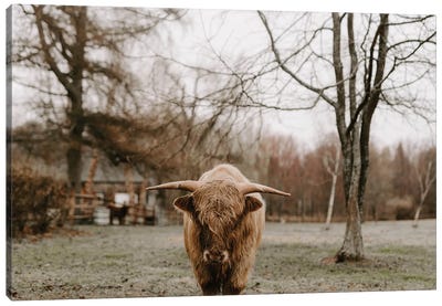 Year Of The Bul Canvas Art Print - Highland Cow Art