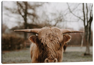 Taurus Canvas Art Print - Highland Cow Art