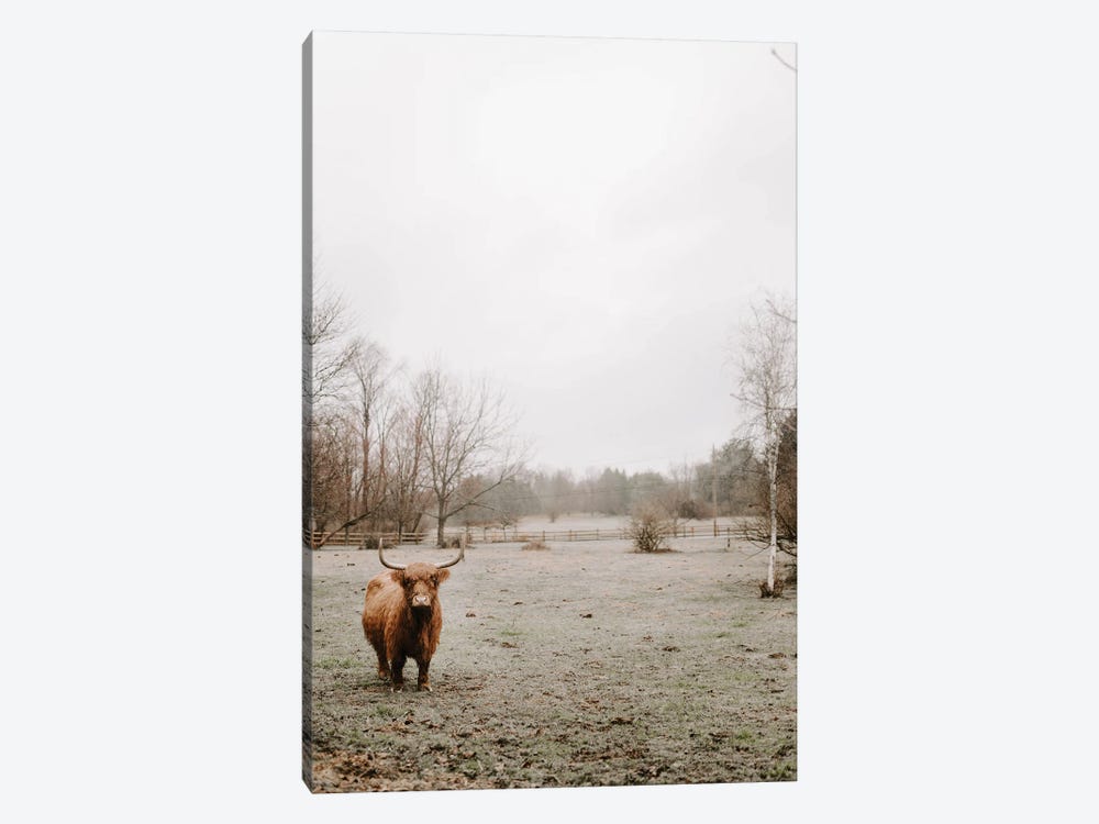 Misty Highland Cow by Chelsea Victoria 1-piece Canvas Artwork
