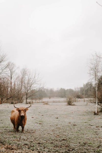 Chelsea Victoria: Misty Highland Cow by Chelsea Victoria