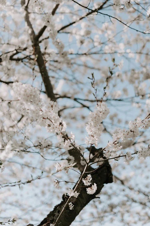 Washington Blossoms