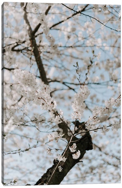 Washington Blossoms Canvas Art Print - Cherry Tree Art
